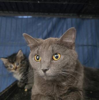 Storm -  Domestic Short Hair Cat for Adoption in Dickson, Tennessee - Storm | PetCurious