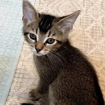 Spanky -  Abyssinian Cat for Adoption in Fresno, California - Spanky | PetCurious