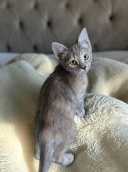 Avea -  Dilute Calico Cat for Adoption in San Jose, California - Avea | PetCurious