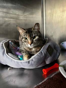 Tabby Cats Available for Adoption - Cordelia | PetCurious