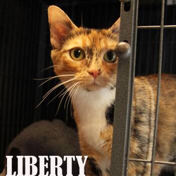Liberty -  Domestic Short Hair Cat for Adoption in Mooresville, North Carolina - Liberty | PetCurious