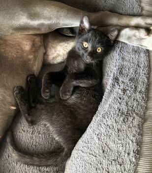 Cairo -  Domestic Short Hair Cat for Adoption in Rio Linda, California - Cairo | PetCurious