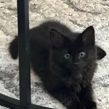 Sarg Brychel -  Domestic Long Hair Cat for Adoption in Morrison, Colorado - Sarg Brychel | PetCurious