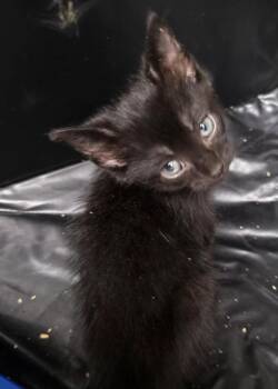 Ashley-Q -  Domestic Short Hair Cat for Adoption in Metamora, Illinois - Ashley-Q | PetCurious