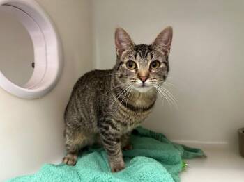 Domestic Short Hair Cats Available for Adoption in Mckinleyville, California - MAGGIE | PetCurious