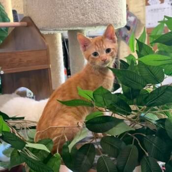 Darla -  Domestic Short Hair Cat for Adoption in Park Falls, Wisconsin - Darla | PetCurious