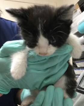 Domestic Short Hair Cats Available for Adoption in Riverside, California - FOIN | PetCurious