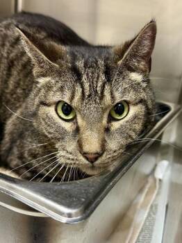 Domestic Short Hair Cats Available for Adoption in Wichita, Kansas - Mild Chungus | PetCurious