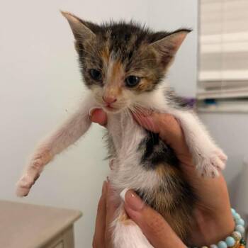 Paprika -  Domestic Short Hair Cat for Adoption in Tampa, Florida - Paprika | PetCurious