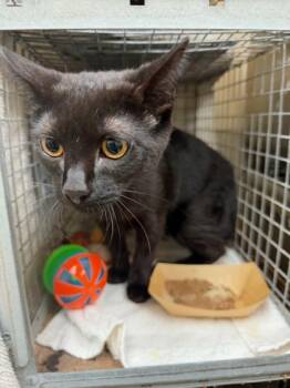 Domestic Short Hair Cats Available for Adoption - Jett | PetCurious