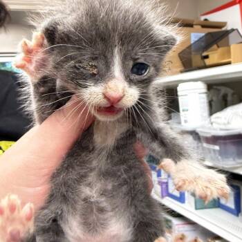 TUSC-Stray-85910 -  Domestic Short Hair Cat for Adoption in Tuscaloosa, Alabama - TUSC-Stray-85910 | PetCurious