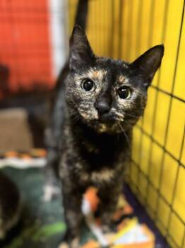 Ashley -  Domestic Short Hair Cat for Adoption in Chicago, Illinois - Ashley | PetCurious