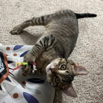 Arlo James -  Domestic Short Hair and Tabby Cat for Adoption in Morrison, Colorado - Arlo James | PetCurious