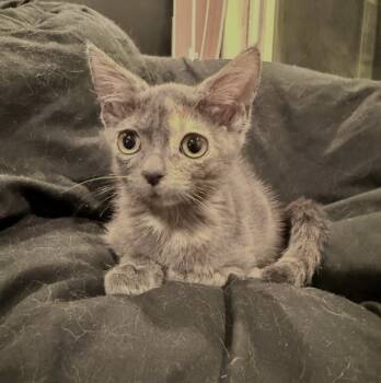 Rescue Domestic Short Hair Cats for Adoption in Bonsall, California - Wanda 4880 | PetCurious
