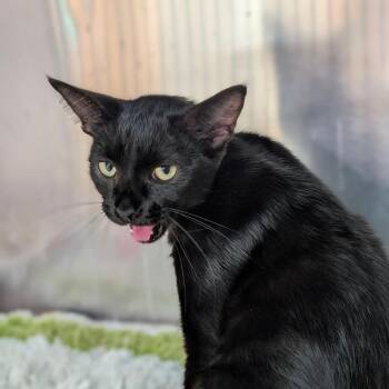 Quasi Modo -  Domestic Short Hair Cat for Adoption in Leander, Texas - Quasi Modo | PetCurious