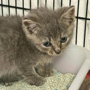 Boulineau -  Domestic Short Hair Cat for Adoption in North Myrtle Beach, South Carolina - Boulineau | PetCurious