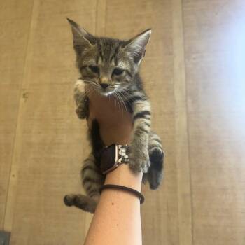 Olive -  Domestic Short Hair Cat for Adoption in New York, New York - Olive | PetCurious