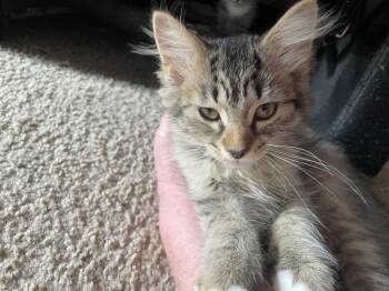 Mindy -  Domestic Short Hair Cat for Adoption in St. Cloud, Minnesota - Mindy | PetCurious
