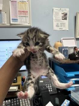 Almondjoy -  Domestic Short Hair Cat for Adoption in Chamblee, Georgia - Almondjoy | PetCurious