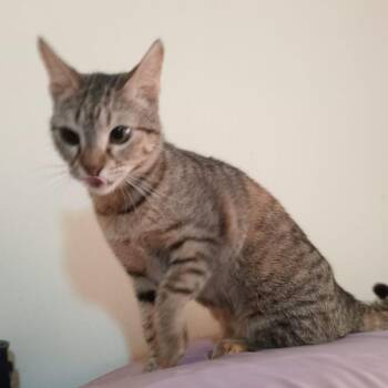 Egyptian Mau Cats Available for Adoption in Brampton, Ontario - Lulu | PetCurious