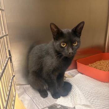 Caveman -  Domestic Short Hair Cat for Adoption in Winston-salem, North Carolina - Caveman | PetCurious