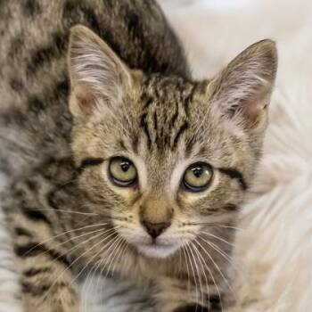 Aviendha -  Domestic Short Hair Cat for Adoption in Camano, Washington - Aviendha | PetCurious