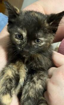 Starry -  Tortoiseshell and Domestic Short Hair Cat for Adoption in Island Lake, Illinois - Starry | PetCurious
