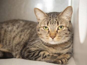 PIPPIN -  Domestic Short Hair Cat for Adoption in Phoenix, Arizona - PIPPIN | PetCurious