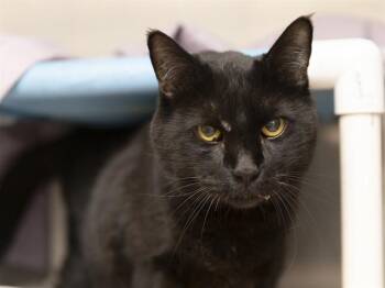 BAGHEERA -  Domestic Short Hair Cat for Adoption in Phoenix, Arizona - BAGHEERA | PetCurious