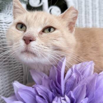 Domestic Short Hair Cats Available for Adoption in Eaton Rapids, Michigan - Ginger Burger 56041 | PetCurious