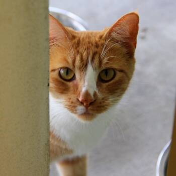 Fussy -  Domestic Short Hair Cat for Adoption in Monroe, Louisiana - Fussy | PetCurious