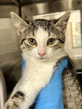 Solar Panel -  Domestic Short Hair Cat for Adoption in Wichita, Kansas - Solar Panel | PetCurious