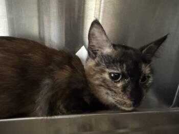 Domestic Short Hair Cats Available for Adoption - CINDY | PetCurious