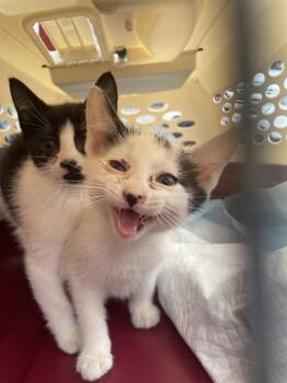 Jersey Girl -  Domestic Short Hair Cat Available for Adoption in Trenton, New Jersey - Jersey Girl | PetCurious