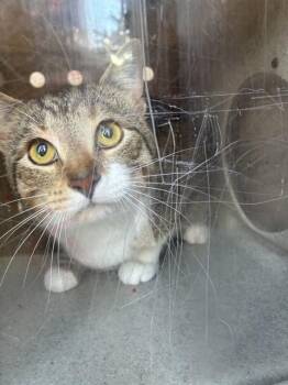 A798886 -  Domestic Short Hair Cat for Adoption in Louisville, Kentucky - A798886 | PetCurious