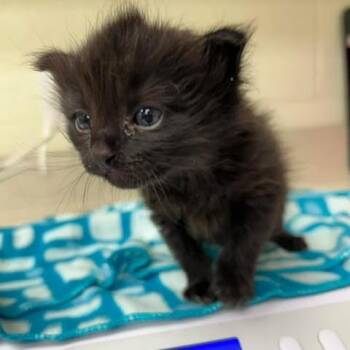 Starla 26-04-153 -  Domestic Medium Hair Cat for Adoption in Bastrop, Texas - Starla 26-04-153 | PetCurious