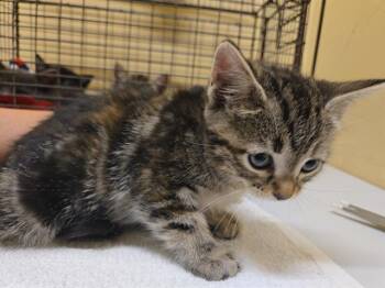 MEAGAN -  Domestic Short Hair Cat for Adoption in Tustin, California - MEAGAN | PetCurious