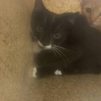 oompa -  Domestic Short Hair Cat for Adoption in Philadelphia, Pennsylvania - Oompa | PetCurious