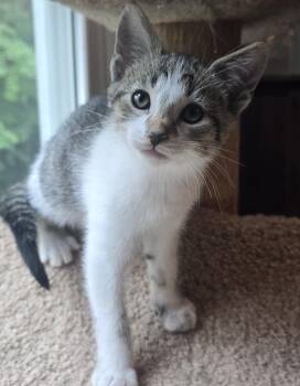 Levi -  Domestic Short Hair Cat for Adoption in Wadsworth, Ohio - Levi | PetCurious