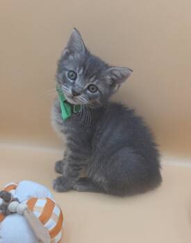 Skittles -  Domestic Medium Hair and Tabby Cat for Adoption in Magnolia Springs, Alabama - Skittles | PetCurious