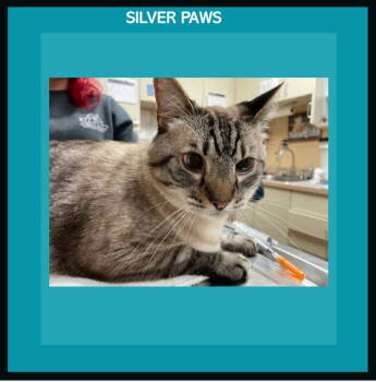 Rescue Siamese Cats for Adoption in West Palm Beach, Florida - Carlos | PetCurious