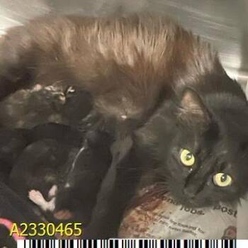 Shannon -  Domestic Short Hair Cat Available for Adoption in West Palm Beach, Florida - Shannon | PetCurious