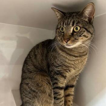 Domestic Short Hair Cats Available for Adoption in East Brunswick, New Jersey - Prince (bonded To Paris) | PetCurious