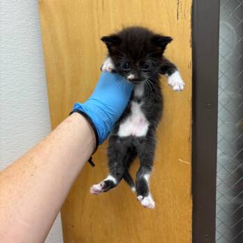 Helga hotdog -  Domestic Short Hair Cat for Adoption in Columbiana, Alabama - Helga Hotdog | PetCurious