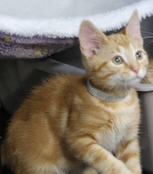 Tabby Cats Available for Adoption in Cut Bank, Montana - Dudly | PetCurious
