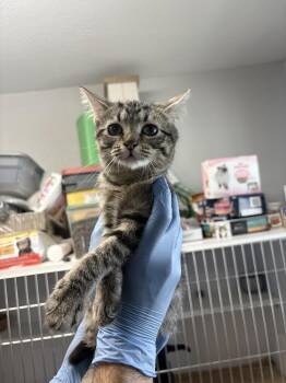Kenna -  Domestic Short Hair Cat for Adoption in Bolivar, Missouri - Kenna | PetCurious