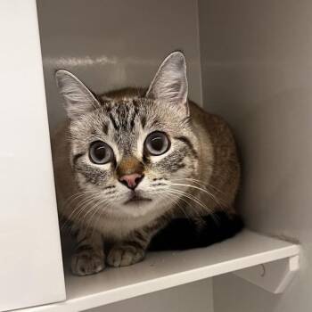 Zero -  Domestic Short Hair Cat for Adoption in Los Angeles, California - Zero | PetCurious