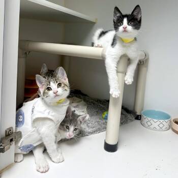 Acai -  Domestic Short Hair Cat for Adoption in Woodinville, Washington - Acai | PetCurious