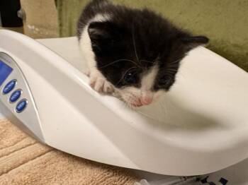 Domestic Short Hair Cats Available for Adoption in Riverside, California - KEWPIE | PetCurious