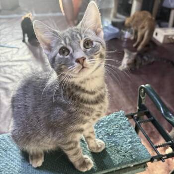Dolly -  American Shorthair Cat for Adoption in Glenelg, Maryland - Dolly | PetCurious